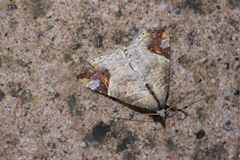 Olulis japonica