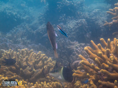 Porites cylindrica