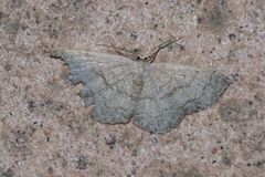 Scopula plumbearia