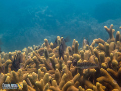 Porites cylindrica