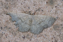 Scopula plumbearia