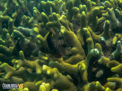 Porites attenuata