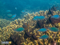 Porites cylindrica
