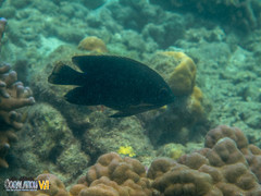 Hemiglyphidodon plagiometopon