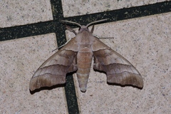 Polyptychus chinensis