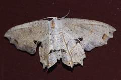 Dysaethria flavistriga