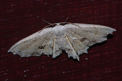 Dysaethria flavistriga