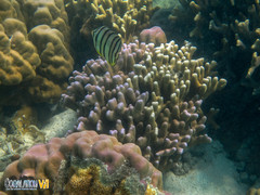 Porites cylindrica