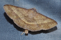 Hypospila bolinoides