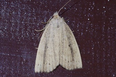 Stenhypena longipennis