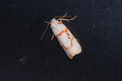 Cyana unipunctata