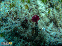 Oceanapia sagittaria