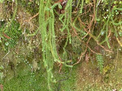 Lateristachys lateralis