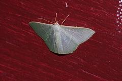 Pelagodes subquadraria