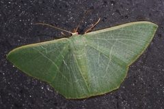 Pelagodes subquadraria