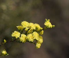 Pimelea flava flava