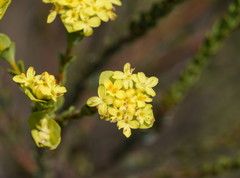 Pimelea flava flava