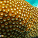 同雙星珊瑚 - Photo 由 Silki Anisa Hidayat 所上傳的 (c) Silki Anisa Hidayat，保留部份權利CC BY-NC