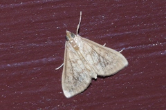 Ostrinia zaguliaevi