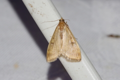 Ostrinia zaguliaevi