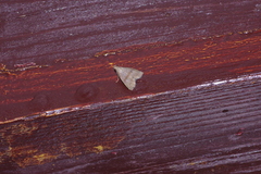 Polypogon ryukyuensis