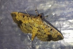 Herpetogramma cynaralis