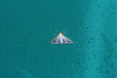 Palpita nigropunctalis