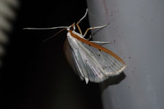 Palpita nigropunctalis