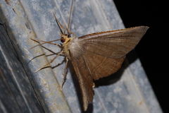 Plesiomorpha flaviceps