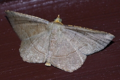 Plesiomorpha flaviceps
