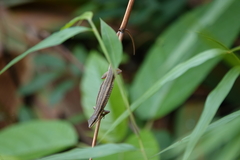 Takydromus kuehnei