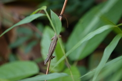 Takydromus kuehnei