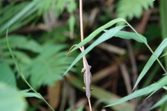 Takydromus kuehnei