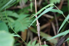 Takydromus kuehnei