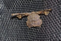 Monobolodes prunaria