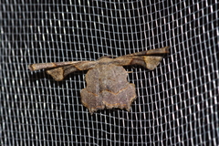 Monobolodes prunaria