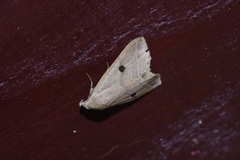 Bocula caradrinoides