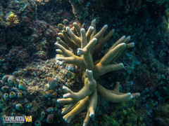 Porites cylindrica