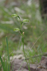 Pterostylis melagramma