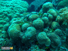 Galaxea fascicularis