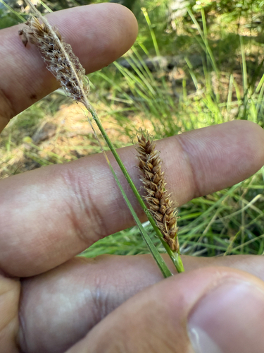 Yosemite sedge (Carex sartwelliana)
