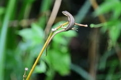 Takydromus kuehnei