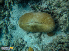 Ctenactis crassa