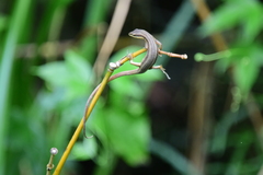 Takydromus kuehnei