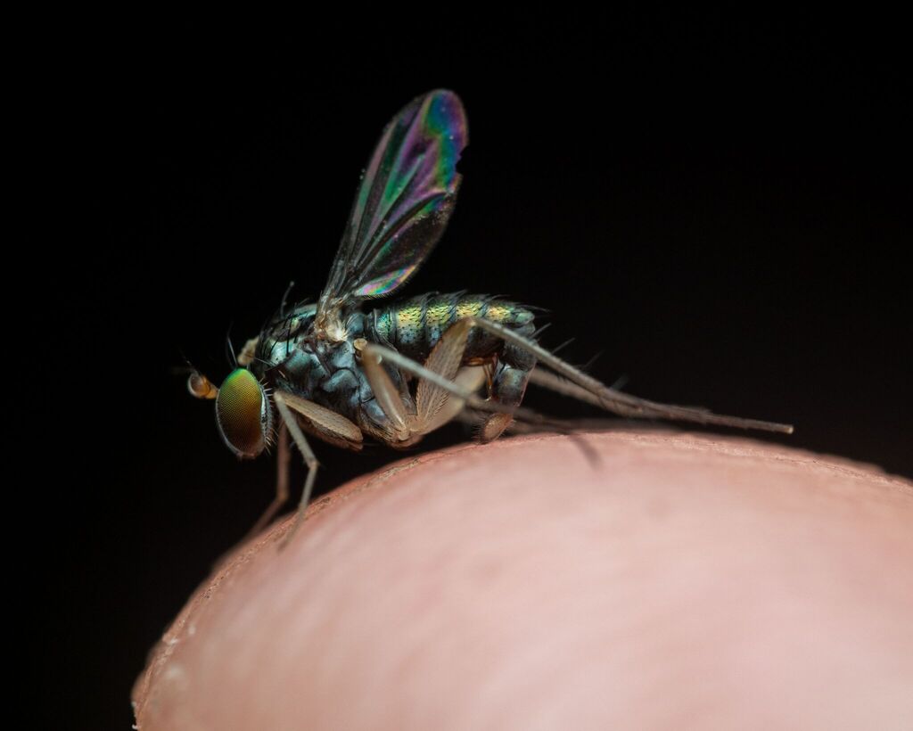 Paraclius ovatus