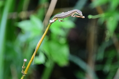 Takydromus kuehnei