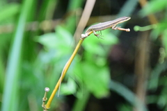 Takydromus kuehnei