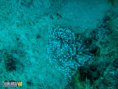 Euphyllia glabrescens