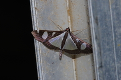 Glyphodes actorionalis
