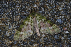 Phthonoloba viridifasciata